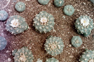 Clustered Peyote.